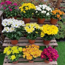 Cold-resistant Four Seasons Chrysanthemum Fry with flower bud Chrysanthemum Potted Indoor outdoor Courtyard Balcony plant Flower September Chrysanthemum Flowers