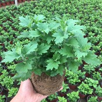 Chrysanthemum Seedroom Indoor Floral Plant Balcony Potted Plant Good Raising Easy To Live Season Flowers Blooming Resistant Chill Chrysanthemum Potted Small Fry