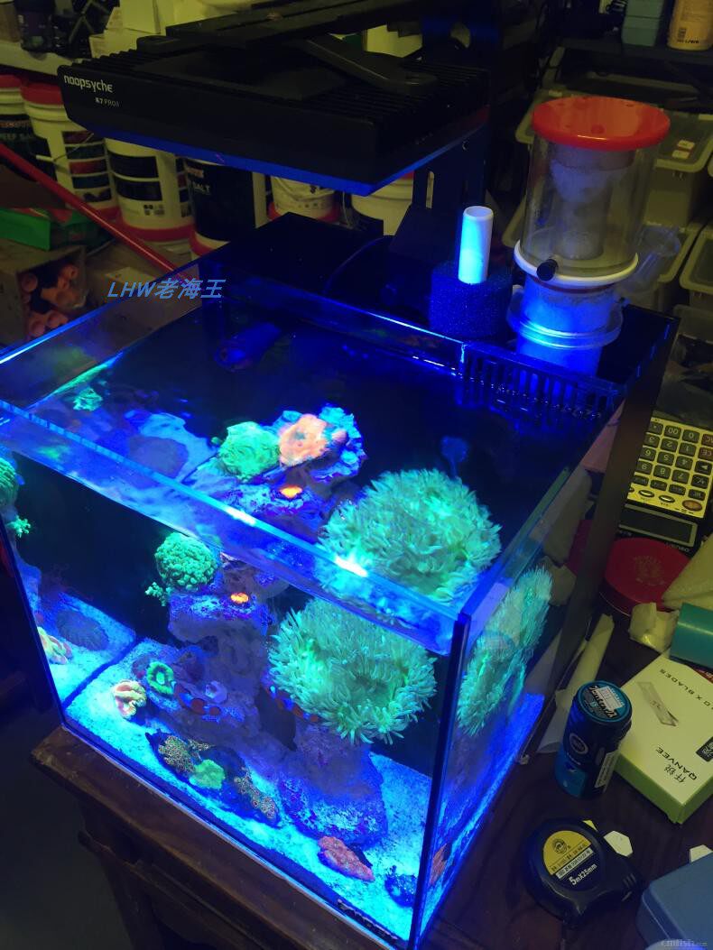 40背滤海缸蓝甸小型迷你观赏鱼鲨鱼缸桌面龙鱼专业珊瑚海鳗缸