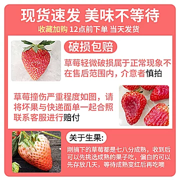 【2斤】大凉山现摘现发红颜草莓中果[10元优惠券]-寻折猪