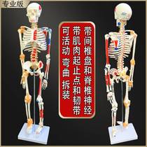 Human skeleton model simulation small white skeleton skeleton spinal nerve detachable anatomy medical trend toy 85