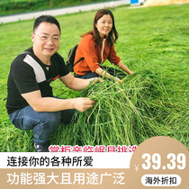 Timothy Grain Hay Dragon Cat Pasture Timsi Rabbit Holland Pig Grain Food Feed Timothy Grass