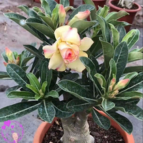 Indoor potted plants Flowering Desert Rose Flowers in the Four Seasons Flowers Indoor view Flowers Plants March 1