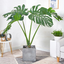 Tree potted turtle back bamboo real flower green plant living room big one good to raise balcony leaves to absorb formaldehyde to purify the air Indoor