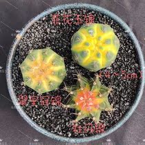 No Thorns-Ball Big All New Balls Combinations Cactus Class plant Living room Indoor Potted