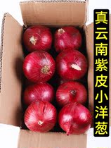 Fruit onions sweet raw to eat Yunnan Zipi small fresh 10 catty and round you can be a specialite vegetable farm
