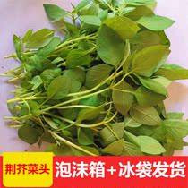 The catnip is fresh without root vegetables When the season is produced the season specials are now found to be cool and seasoned to eat large leaves from the tender stems