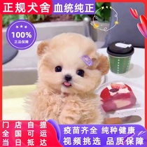 Purebred gray Teddy puppies small bodies flying ears champagne-colored Teddy dogs small poodles teacup dogs live dogs