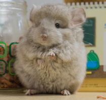 Q Patron cat Angolas Long Mao dragon cat living beige Longcat MM sisters younger brothers male mother (sold for a stay)