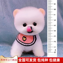 Teacup dog Pomeranian Shunsuke dog purebred pet live dog small dog white internet celebrity dog ​​puppy real dog pet dog