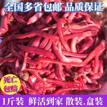 Earthworms Live Bait Bundle Box Dress Fishing Hook Wild Fishing Bait Red Earthworm Crucian Carp Bait Seed Fry