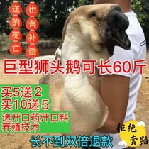 Shantou Lion Head Goose Fry giant Giant Authentic Lion Head Goose Pure Breeds Live Goose Wholesale Goose live Miao Seedlings Seedlings