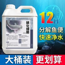 Nitrifying fish tank with nitrobacteria clear and clear with stable fish tank except algae fish pool brocade carp special
