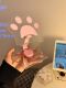 고양이 클로 아크릴 360 회전 휴대 전화 스탠드 데스크탑 아이 패드 스탠드 다기능 범용 평면 패널 지원 스탠드 휴대용 접이식 조절 가능한 라이브 스탠드 게으른 침대 옆 코스 도구 고양이 클로 아크릴 360 회전 휴대 전화 스탠드 데스크탑 아이 패드 스탠드 다기능 범용 평면 패널 지원 스탠드 휴대용 접이식 조절 가능한 라이브 스탠드 게으른 침대 옆 코스 도구