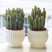 Multi-meat plant cactus copotted plant green plant flowers rich and rich mountain trees Wanre mountain newcomer easy to raise