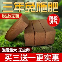 Sterile Nutritional Soil Imported Coconut broccoli Coconut Ground Desalinated Coconut green plant Flower Multi-meat Greener Cultivated Earth