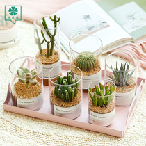 Multi-meat plant cactus Cactus Cactus Potted Meat Office Inner Table Green Plant Small Potted Plant Radiation Protection