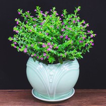 Festive Sun-Resistant Plants Full Of Stars Potted Indoor Balcony Good Raising Flowers All Season Flowers Constantly Bring Flowers And Wonder Flowers