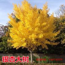 Tree Planting Festival Tree Seedling Living Miao Courtyard Botanical Garden Forest Grove Green Scenery Tree South North Cultivation View Trees tree Type Row