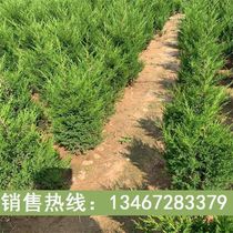 BerTree Miao Bian cypress Side Bertree Miao Pine Pine Pine Pine Pine Preatar Pambota pine cypress Miao Pine saplings 4 seasons green