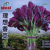 Pointed-leaf red amaranth 250g ideal fragrant amaranth red Chinese vegetable species resistant to disease not easy to grow old and high yield