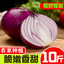 Onion fresh purple skin onion head raw fresh onion farm-grown fruit onion sweet raw 10 catties