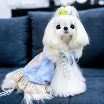 Pure breed of Malzis puppies Home raising dogs Korean teas small body Marzis cubs not dropping out of fur small dog living
