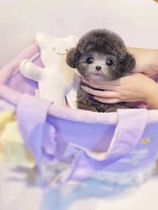 Purebred small gray Teddy puppy flying ears gray brown Teddy poodle small dog teacup dog pet dog