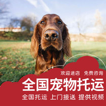 National pet consignment of cats and dogs special car air transport random service safe and worry-free