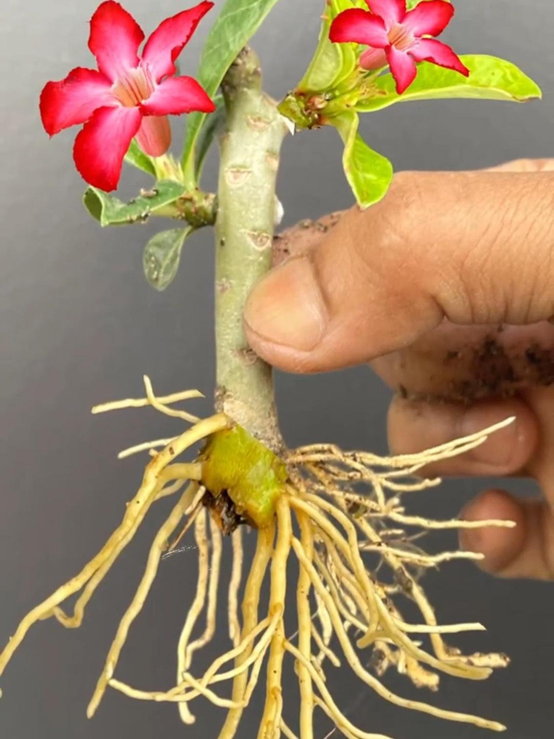 沙漠玫瑰枝条扦插繁殖