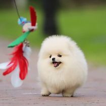 Pomeranian mixed-breed puppy smart white teacup dog pure and handsome pocket dog super cute small size smart family animal