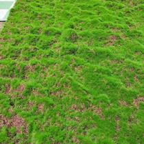 Bonsai moss moss landscaping flowers and grass window simulation indoor soft decoration white hair decorative grass powder