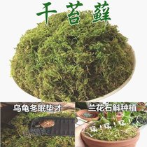 Simulated moss plant moss fake grass pot grass green hay pastoral decoration bonsai potted pavement decoration