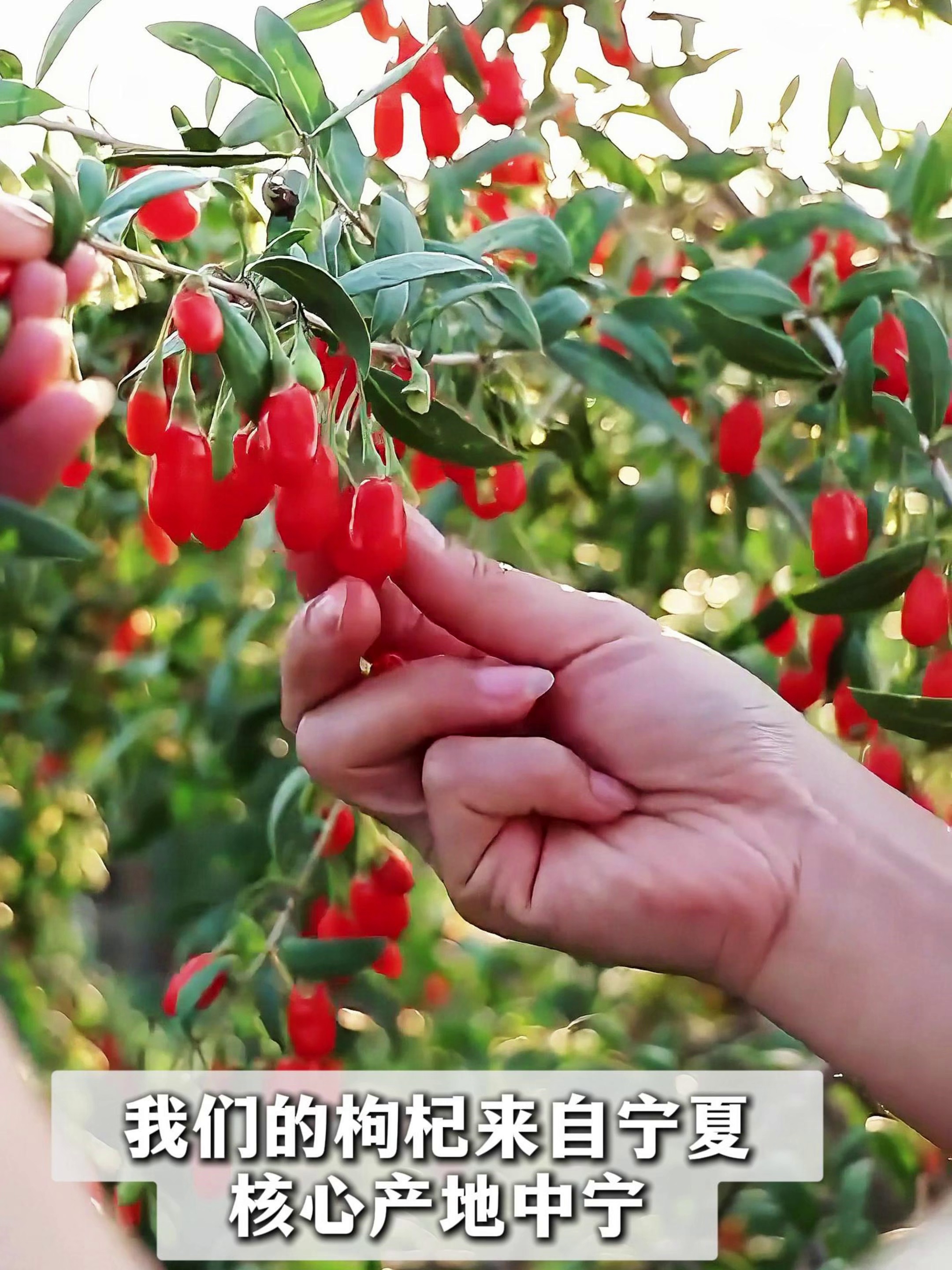 花青素含量高的食物有哪儿里些。枸杞子了解一下