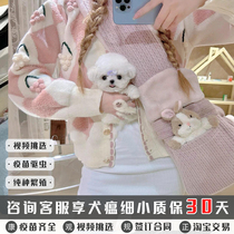 Small Korean Bichon Puppy Live Flying Ear Bichon Curly Bichon Small Dog Teacup Bichon White Bichon