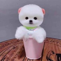 Purebred Pomeranian puppies teacup dogs Shunsuke small dogs live cute little Pomeranian domestic pet dogs