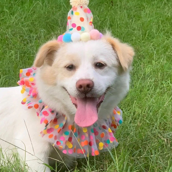 Pet polka dot lace bib birthday supplies cats and dogs Korean colored polka dot collar INS headdress T
Pet polka dot lace bib birthday supplies cats and dogs Korean colored polka dot collar INS headdress T