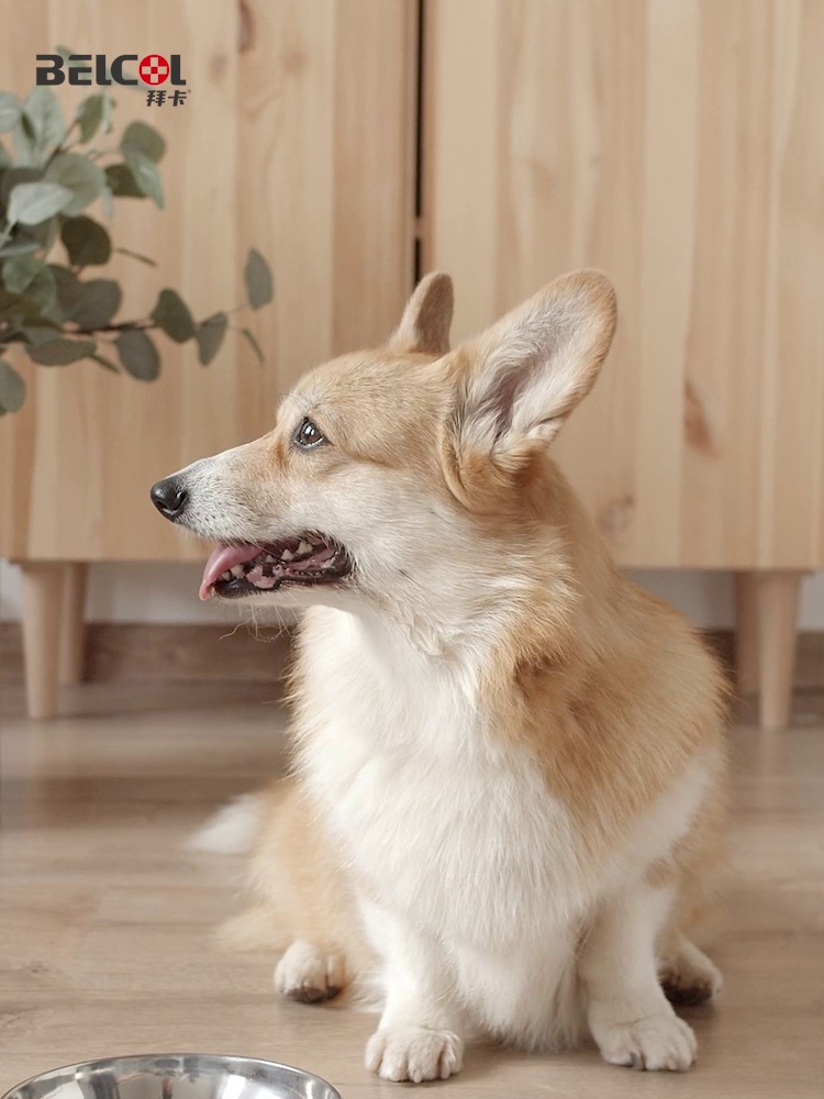 狗狗体内外驱虫譬如什么么做才科学？非泼罗尼滴剂实在有效吗