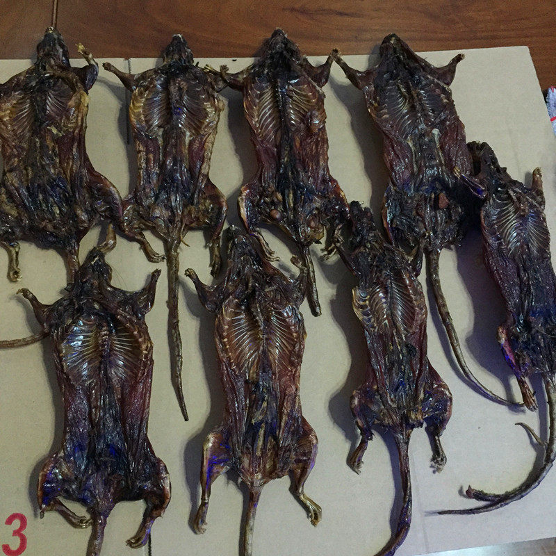 广西融水特产精选足干货山鼠肉腊老鼠肉干腊山鼠肉1只份满3只包邮