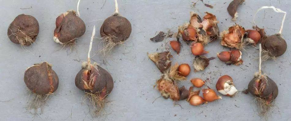 郁金香和洋水仙有什么不同,球茎怎么种?