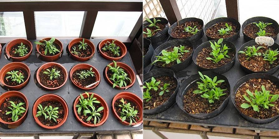 秋季播种的香雪球,从小幼苗养成大花球