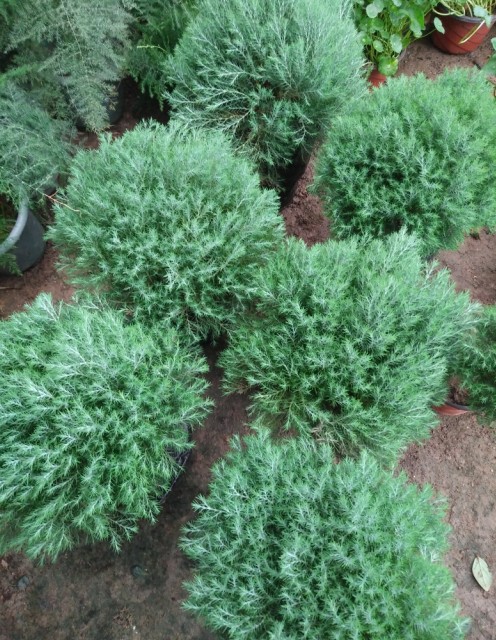 松柏盆景绒针柏露水柏绿植盆栽小盆景素材绒松四季青假山装饰