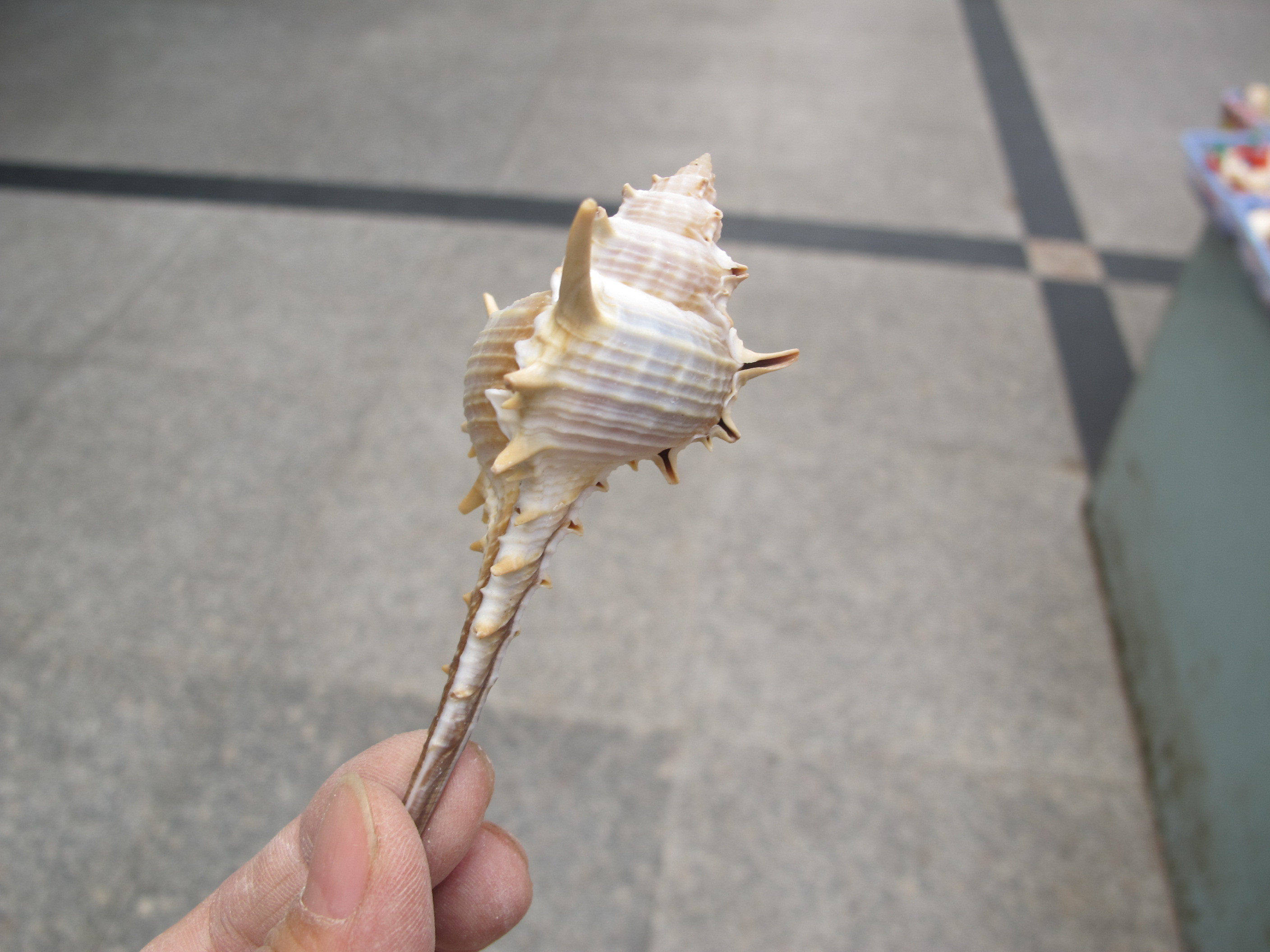 [刺螺 5*9厘米] 天然海螺贝壳个性替换壳收藏鱼缸水族