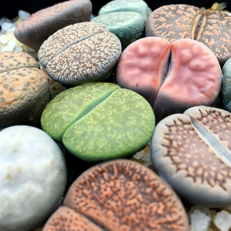 花卉进口多肉植物生石花石头花屁股花屁屁室内花盆栽盆景绿植