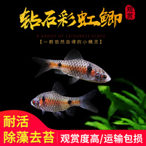 Diamond jewel rainbow crucian carp living straw cylinder upscale native tropical fish really need not a sinus small cold water ornamental fish