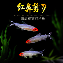 Red Nose Scissors Light Fish Living Small Tropical Freshwater Ornamental Fish Grass Cylinder Light Fish Living Pet Group Tours