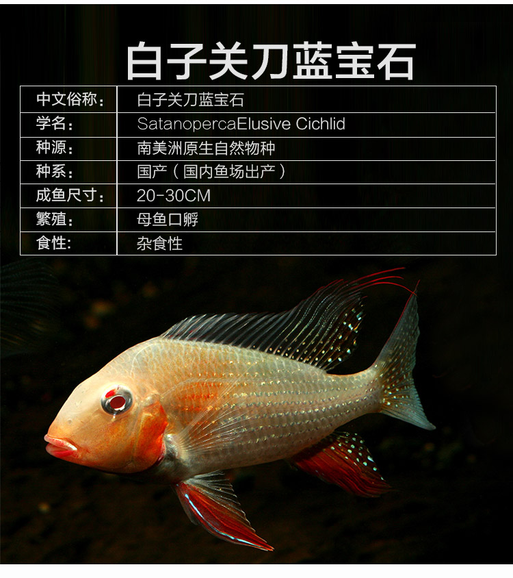 热带观赏鱼 南美慈鲷 食土鲷朱巴利关刀申古三间淡水鱼活体1889