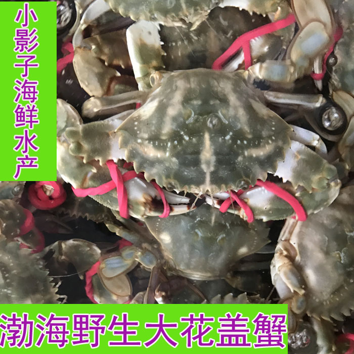 秦皇岛野生花盖蟹红夹子青蟹四斤起拍每斤十多只左右顺丰包邮渤海 秦皇岛野生花盖蟹红夹子青蟹四斤起拍每斤十多只左右顺丰包邮渤海