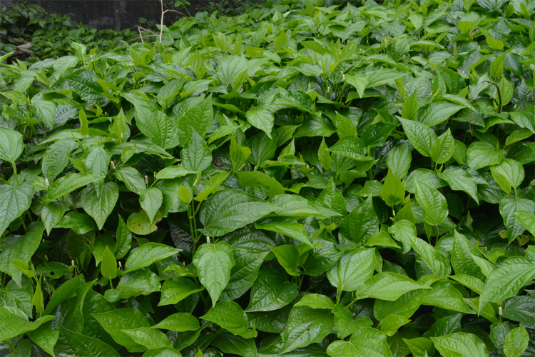 农村野生新鲜现摘假蒌 假蒟 臭蒌山蒌大柄蒌蛤蒟 越南香菜 捞叶_7折
