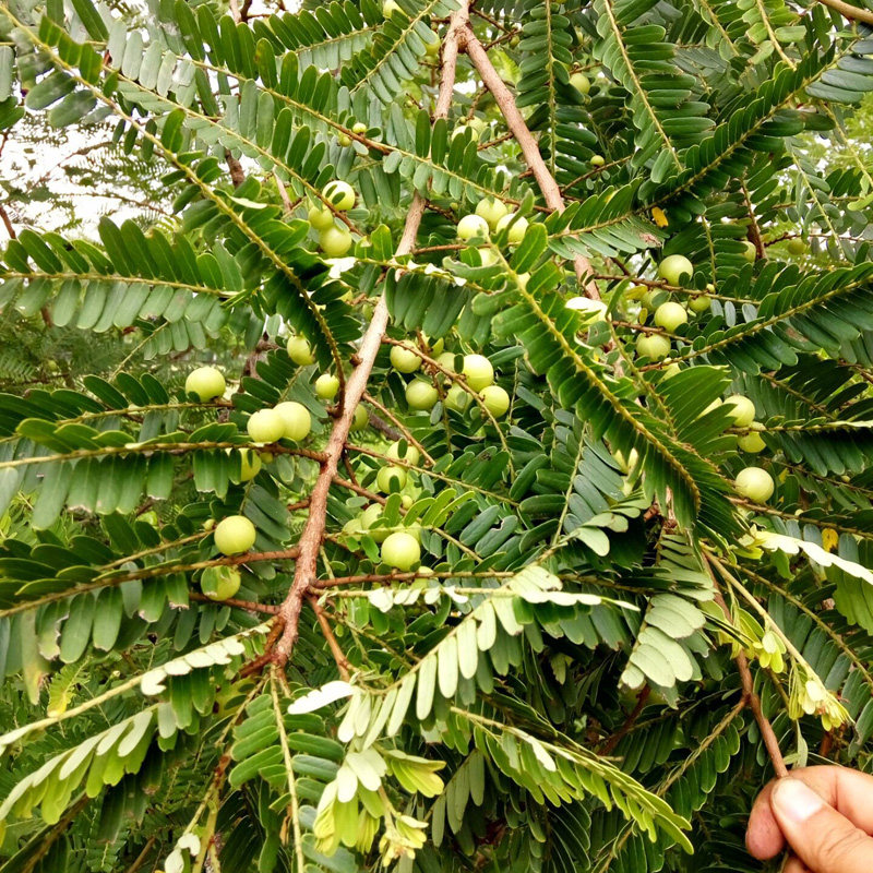 野生新鲜油柑叶余甘子油甘果叶子牛甘叶枕头芯填充物 散装